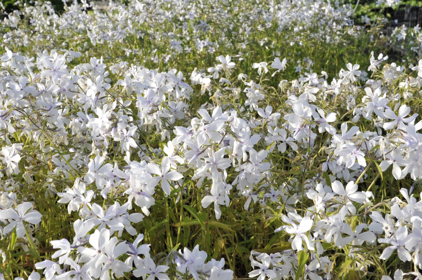 Phlox divaricata 'White Perfume', Duft-Phlox, wei&szlig;, ca. 9x9 cm Topf - Bild 1