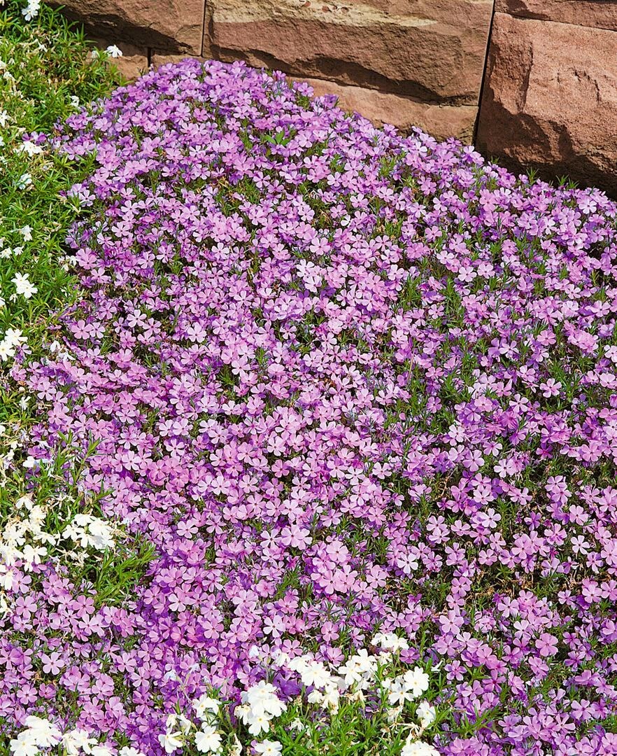 Phlox douglasii 'Lilac Cloud', Polsterphlox, lila, ca. 9x9 cm Topf - Bild 1