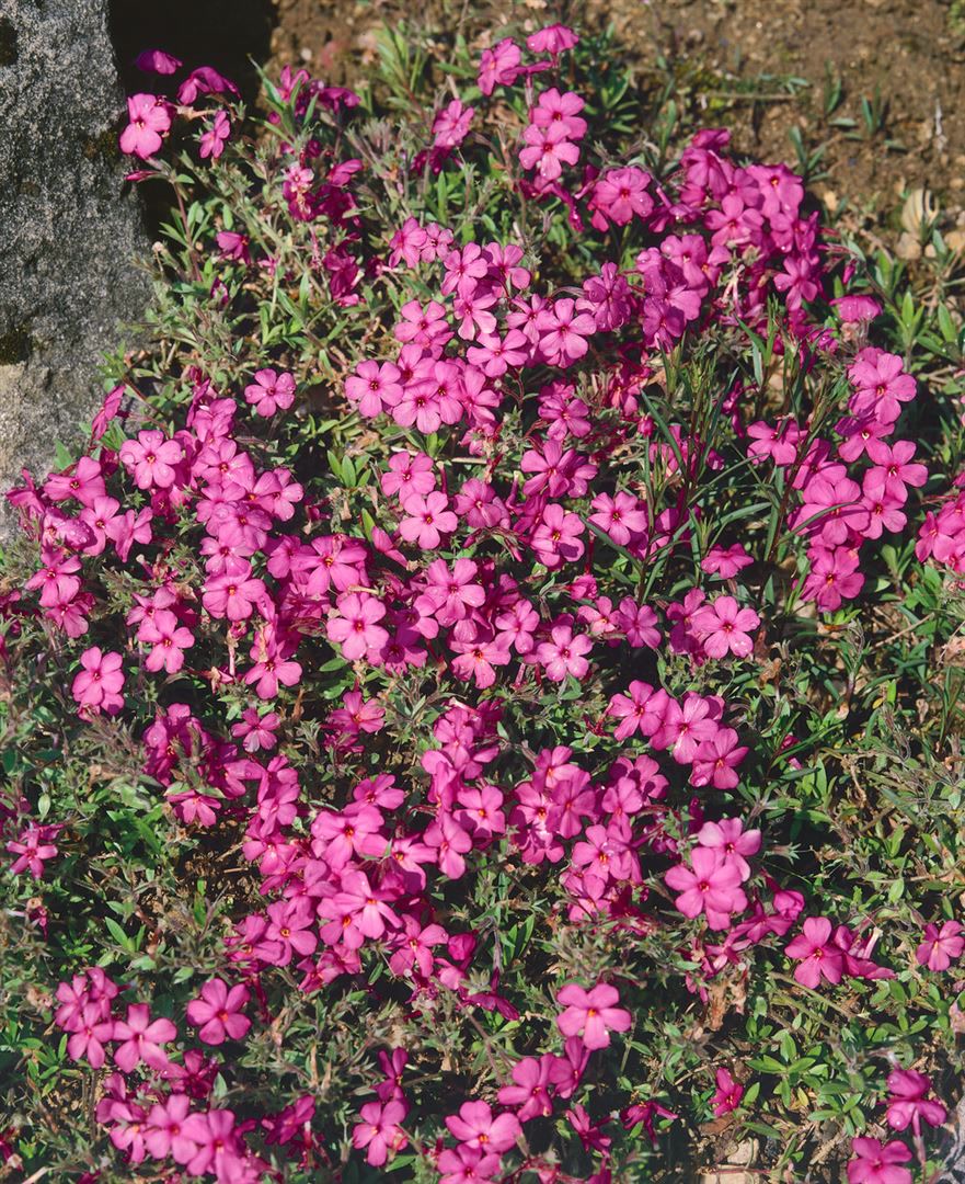 Phlox stolonifera 'Home Fires', Teppich-Phlox, rosa, ca. 9x9 cm Topf - Bild 1