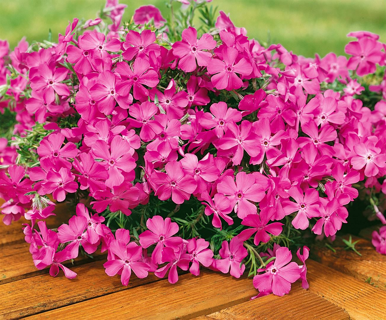 Phlox subulata 'MacDaniel's Cushion', Polsterphlox, rosa, ca. 9x9 cm Topf - Bild 1