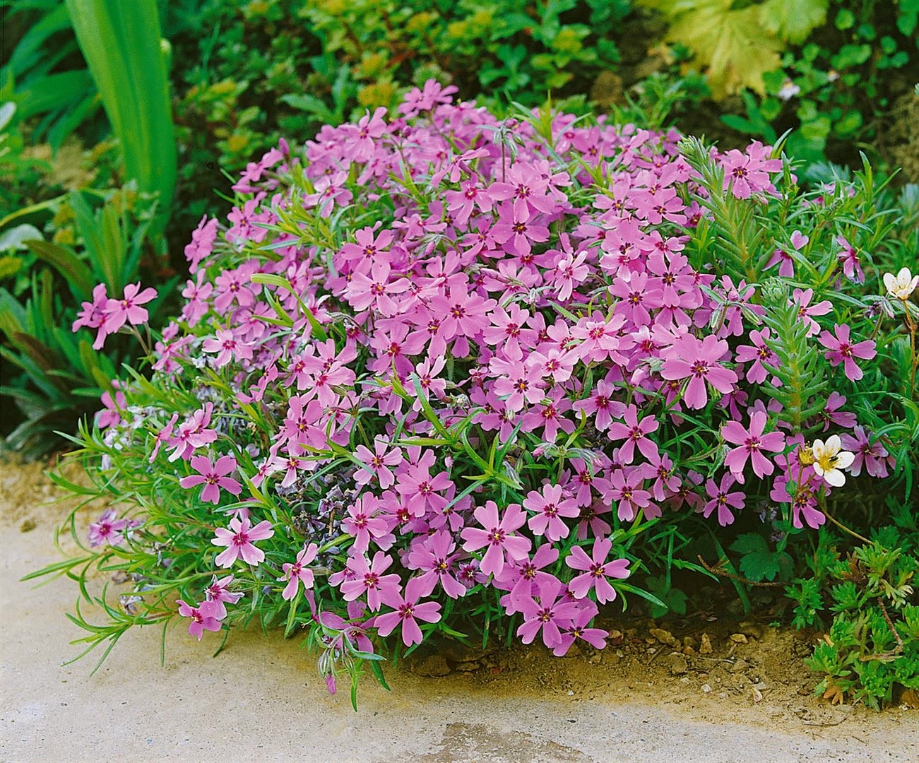 Phlox subulata 'Moerheimii', Teppichphlox, rosa, ca. 9x9 cm Topf - Bild 1