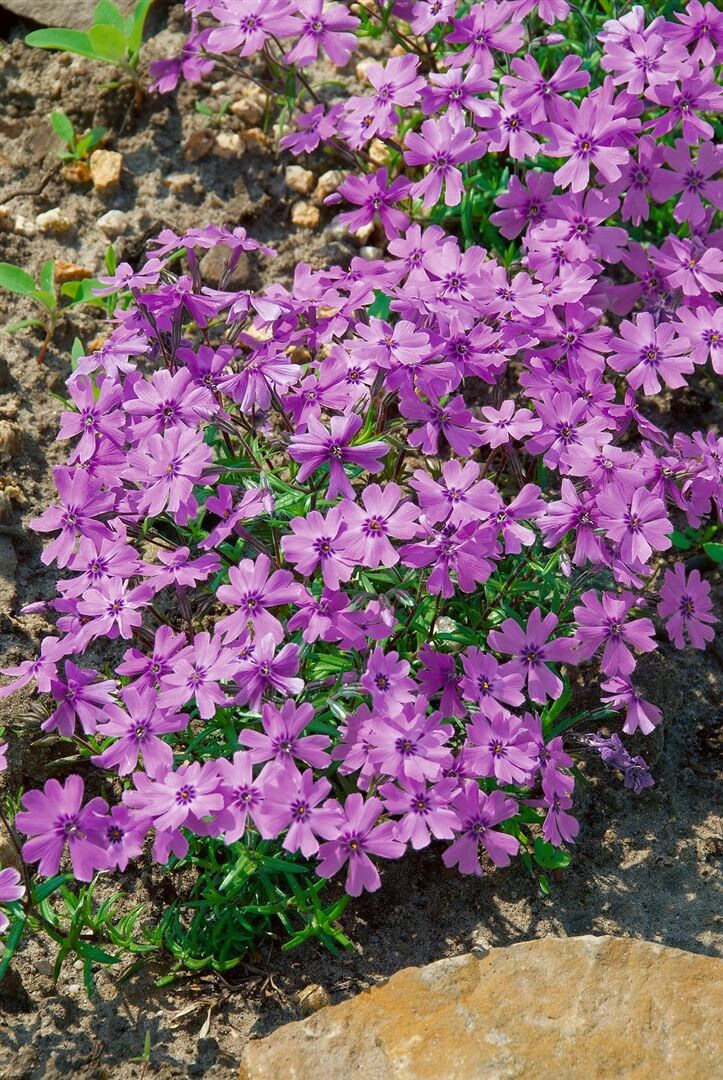 Phlox subulata 'Purple Beauty', Teppichphlox, lila, ca. 9x9 cm Topf - Bild 1