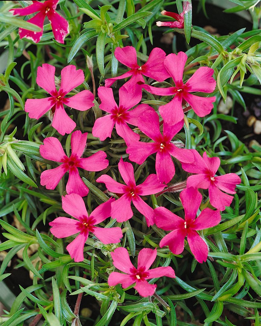 Phlox subulata 'Scarlet Flame', Teppichphlox, leuchtend rot, ca. 9x9 cm Topf - Bild 1