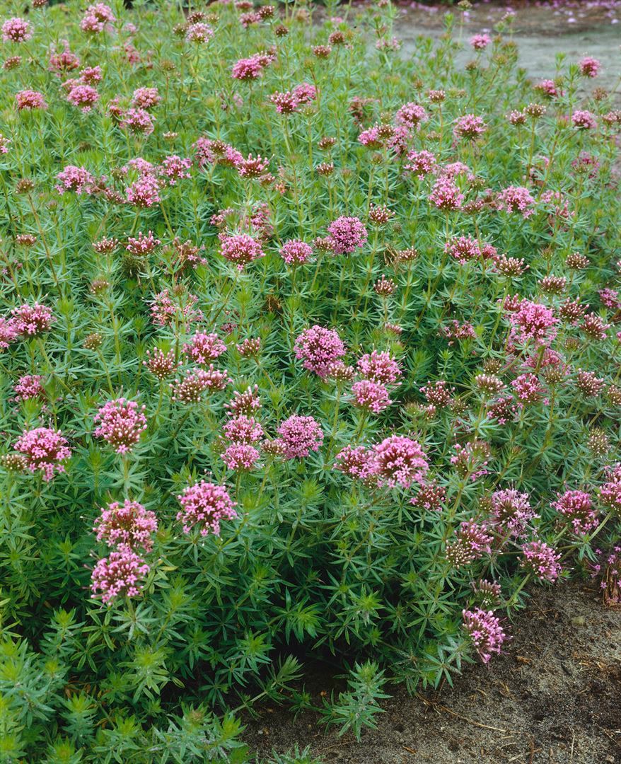 Phuopsis stylosa, Kreuzblume, rosa Bl&uuml;ten, ca. 9x9 cm Topf - Bild 1