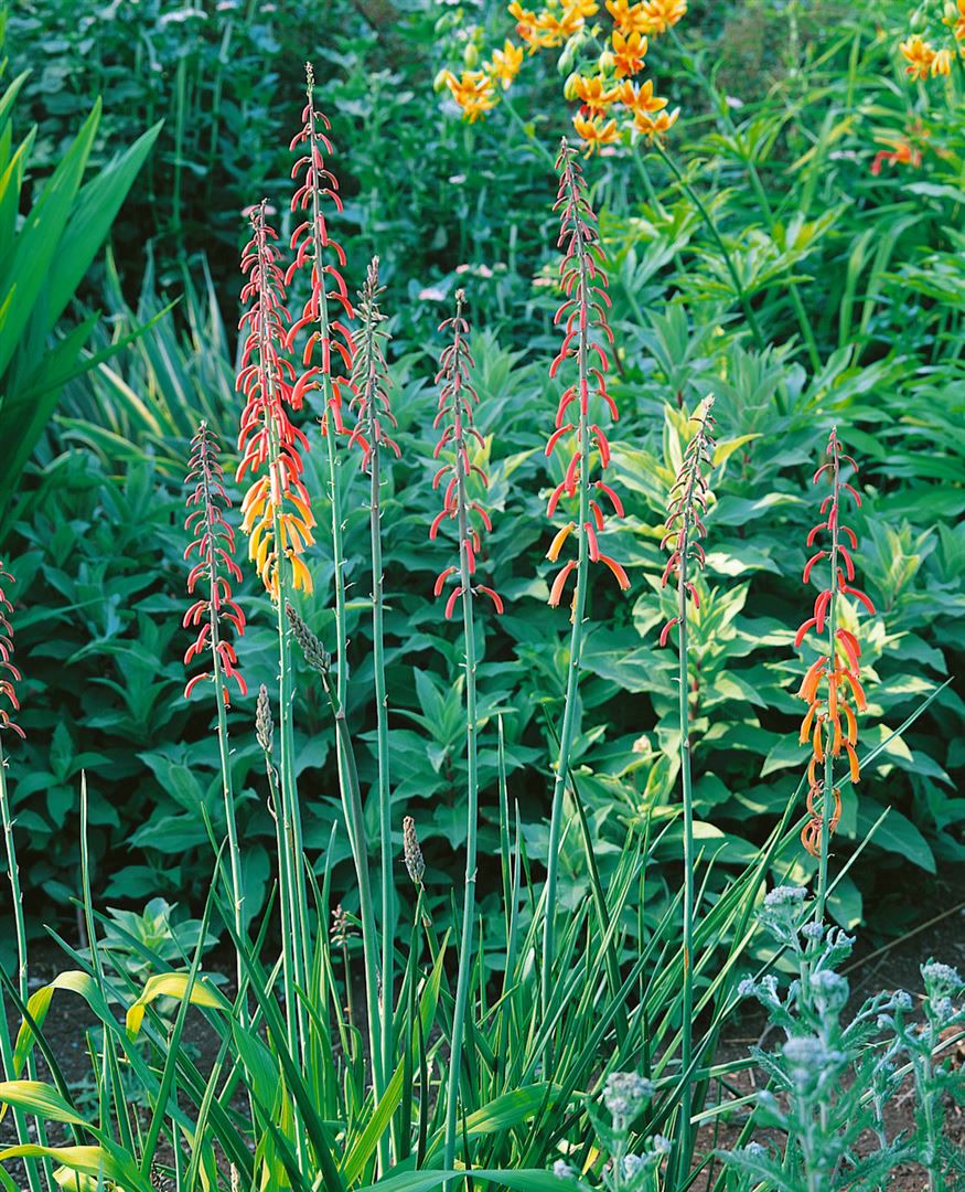 Phygelius capensis, Kapfuchsie, rotbl&uuml;hend, ca. 9x9 cm Topf - Bild 1