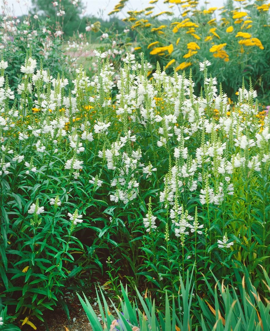 Physostegia virginiana 'Alba', Gei&szlig;blatt, wei&szlig;, ca. 9x9 cm Topf - Bild 1
