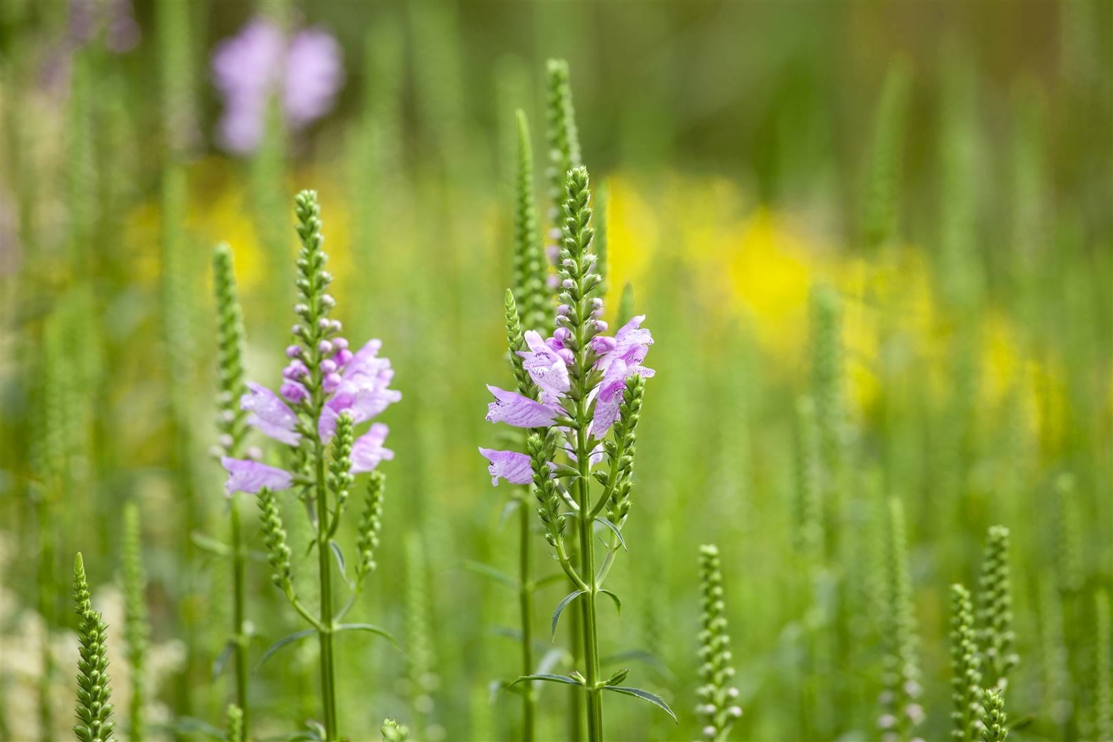 Physostegia virginiana 'Bouquet Rose', rosa, ca. 9x9 cm Topf - Bild 1