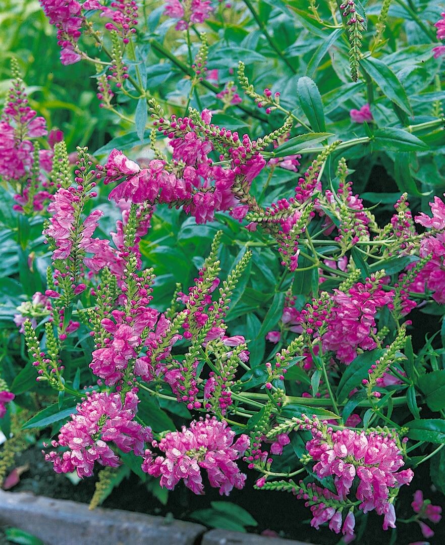 Physostegia virginiana 'Red Beauty', Geißblatt, rot, ca. 9x9 cm Topf