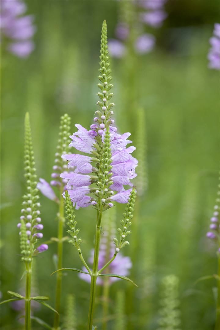 Physostegia virginiana 'Rosea', Rosa Gelenkblume, ca. 9x9 cm Topf - Bild 1