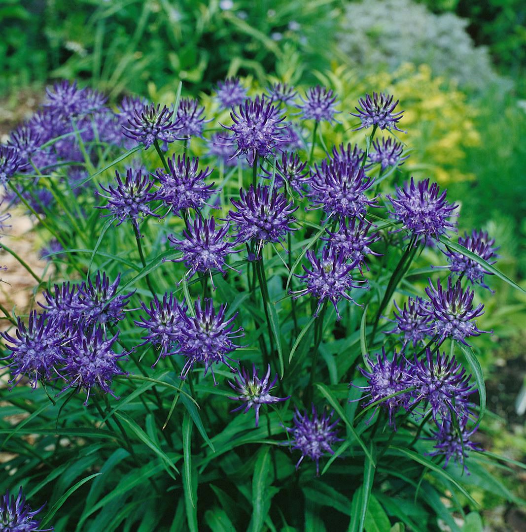 Phyteuma scheuchzeri, Teufelskralle, blau, ca. 9x9 cm Topf - Bild 1