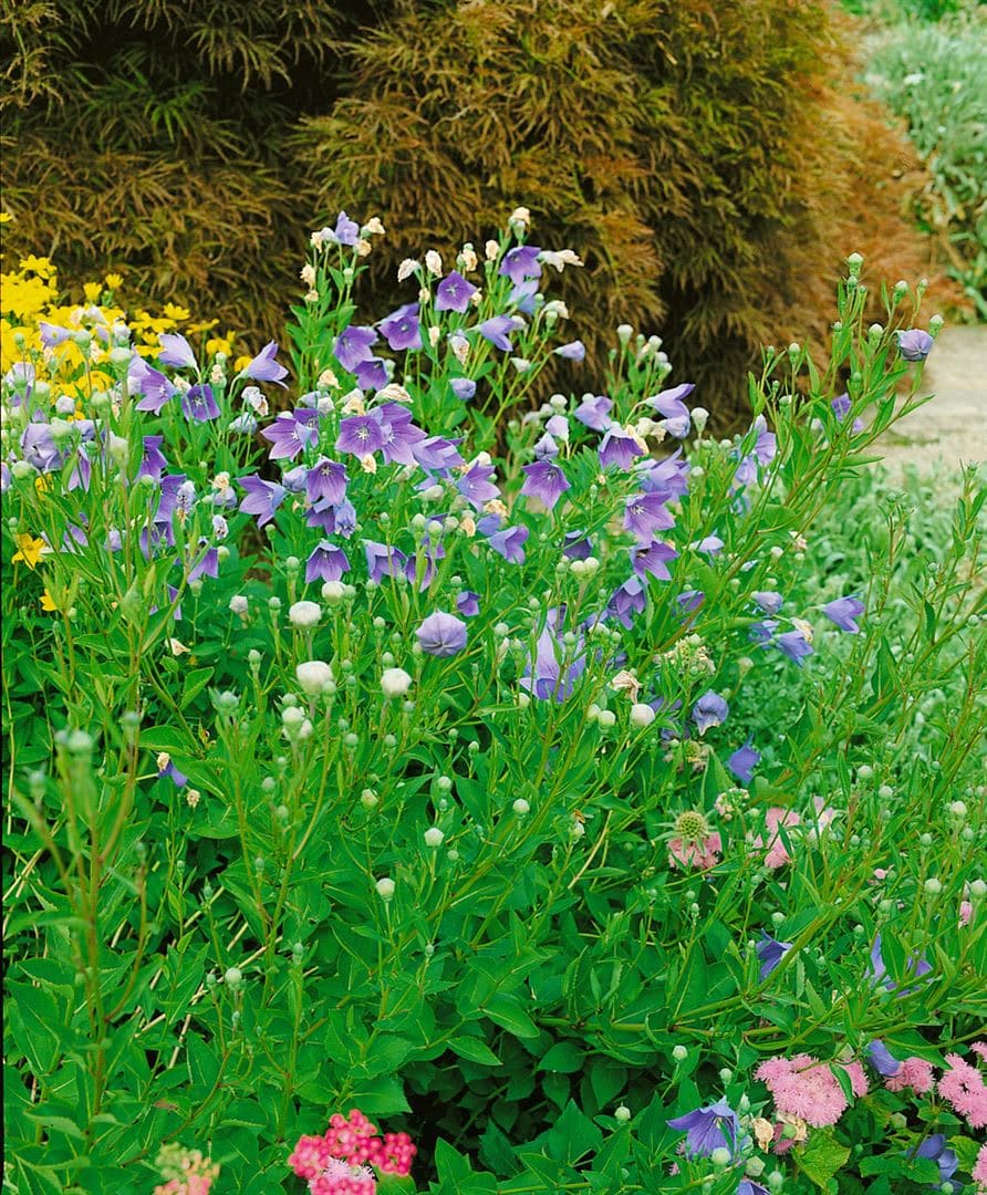 Platycodon grandiflorus 'Mariesii', Ballonblume, blau, ca. 9x9 cm Topf - Bild 1