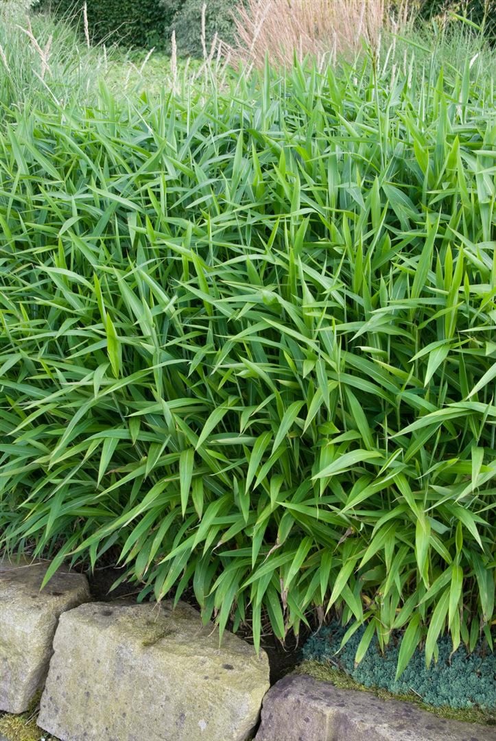 Pleioblastus pumilus, Bambusgras, ca. 9x9 cm Topf - Bild 1