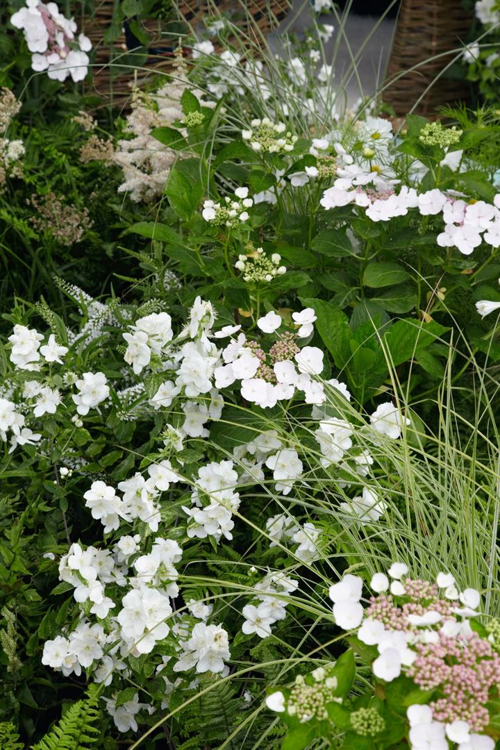 Polemonium caeruleum 'Album', Jakobsleiter, wei&szlig;, ca. 9x9 cm Topf - Bild 1