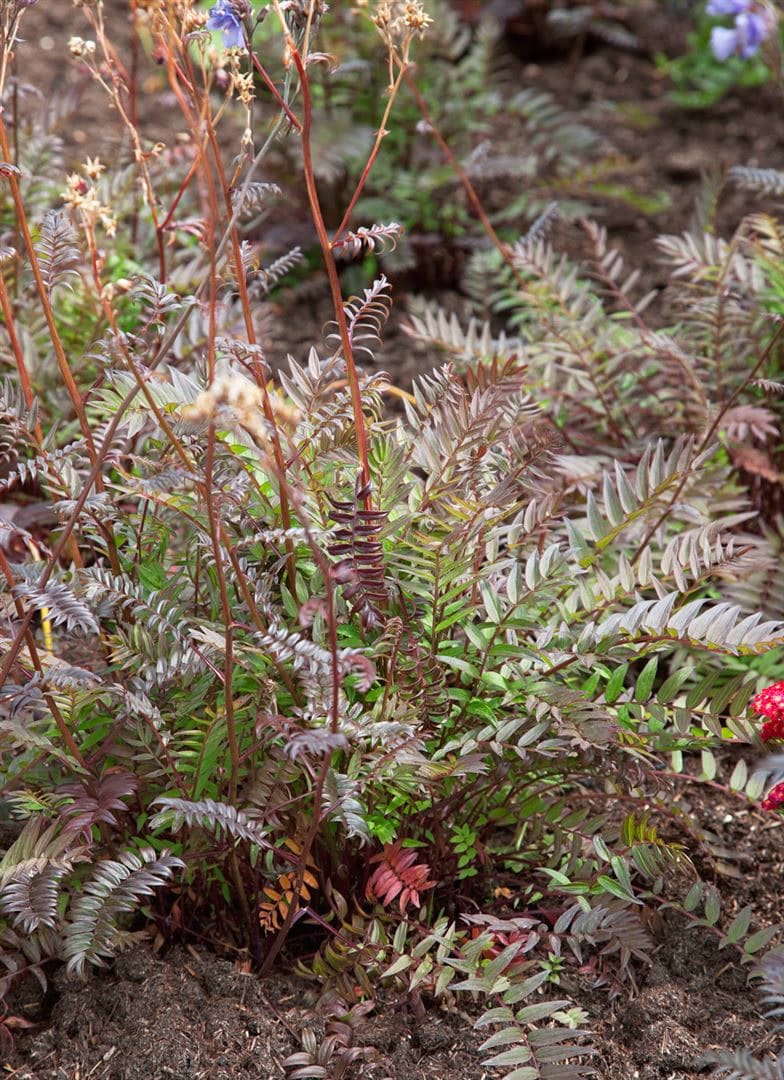 Polemonium yezoense 'Purple Rain', Jakobsleiter, violett, ca. 9x9 cm Topf - Bild 1