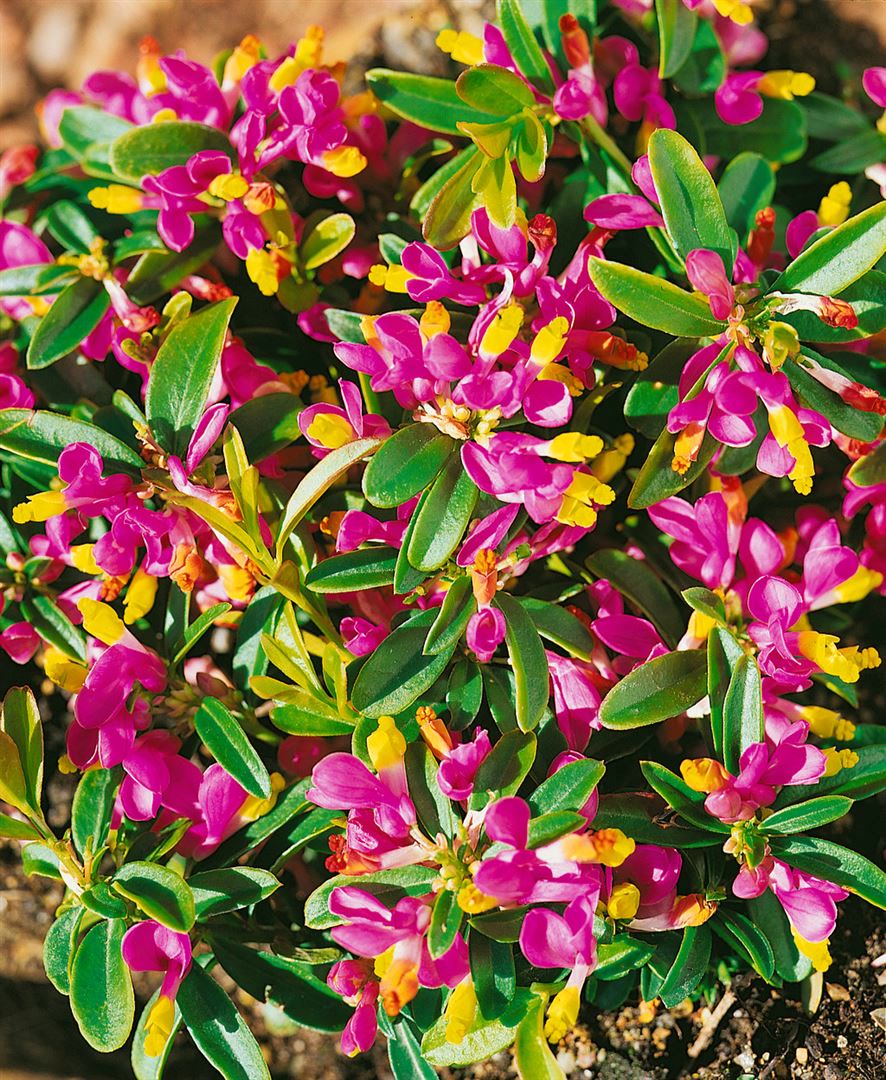 Polygala chamaebuxus, Buchsbl&auml;ttrige Kreuzblume, ca. 9x9 cm Topf - Bild 1