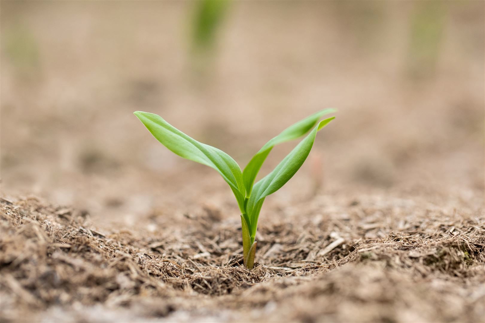 Polygonatum multiflorum, Salomonssiegel, ca. 9x9 cm Topf - Bild 1