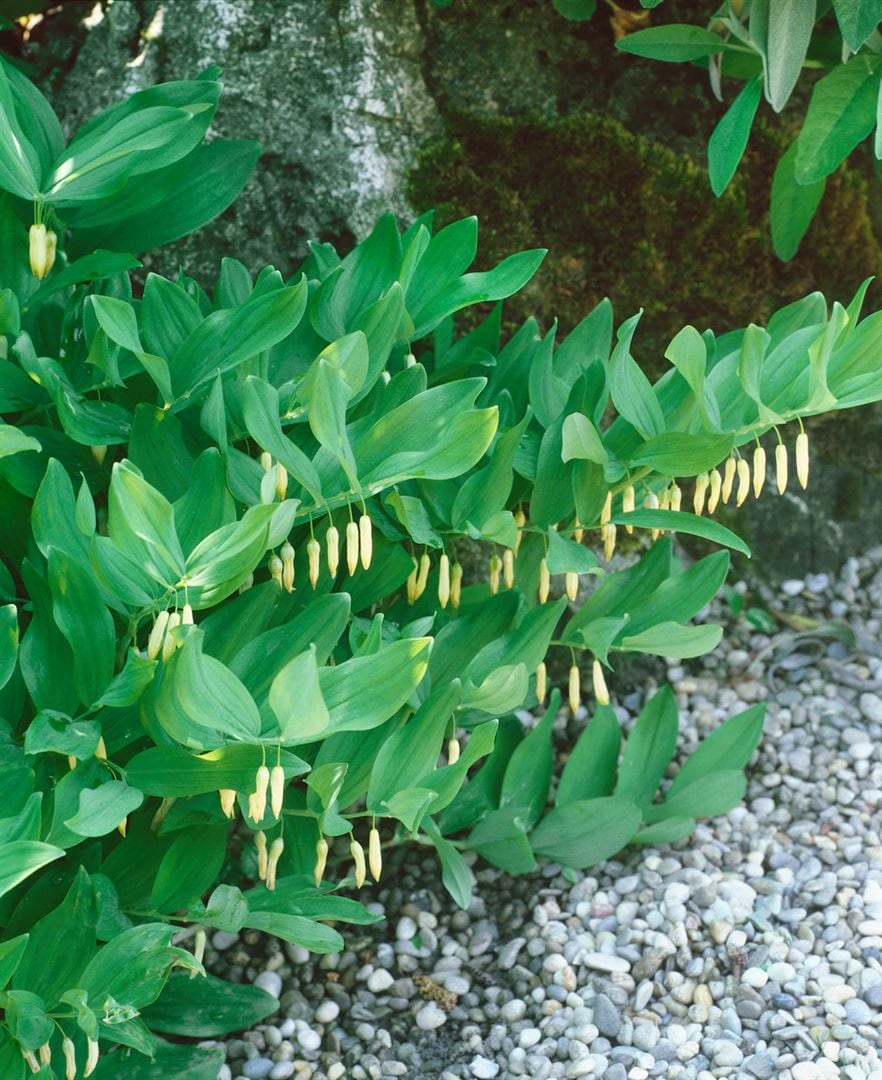 Polygonatum verticillatum, Quirlbl&auml;ttrige Wei&szlig;wurz, ca. 9x9 cm Topf - Bild 1
