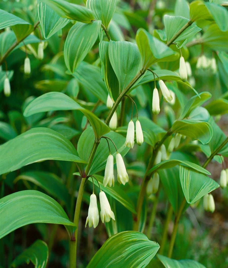 Polygonatum x hybridum 'Weihenstephan', Salomonssiegel, ca. 9x9 cm Topf - Bild 1
