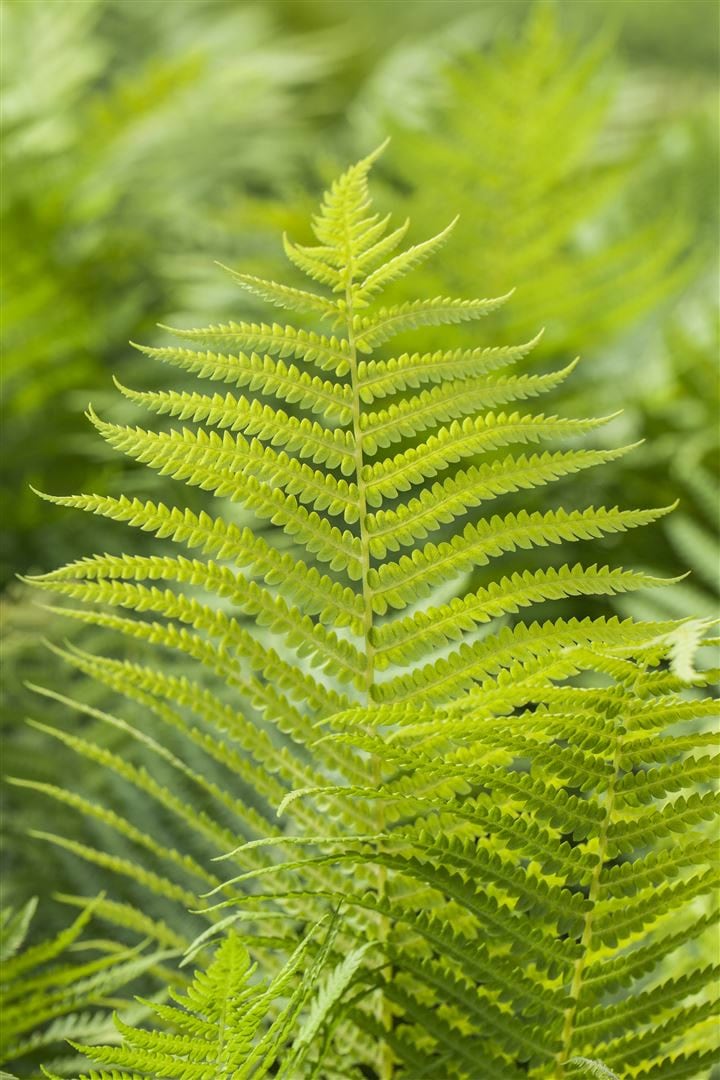 Polystichum aculeatum, Schildfarn, ca. 9x9 cm Topf - Bild 1