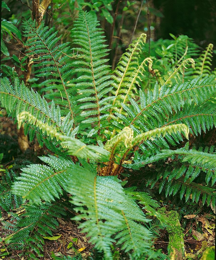 Polystichum braunii, Brauns Schildfarn, ca. 9x9 cm Topf - Bild 1