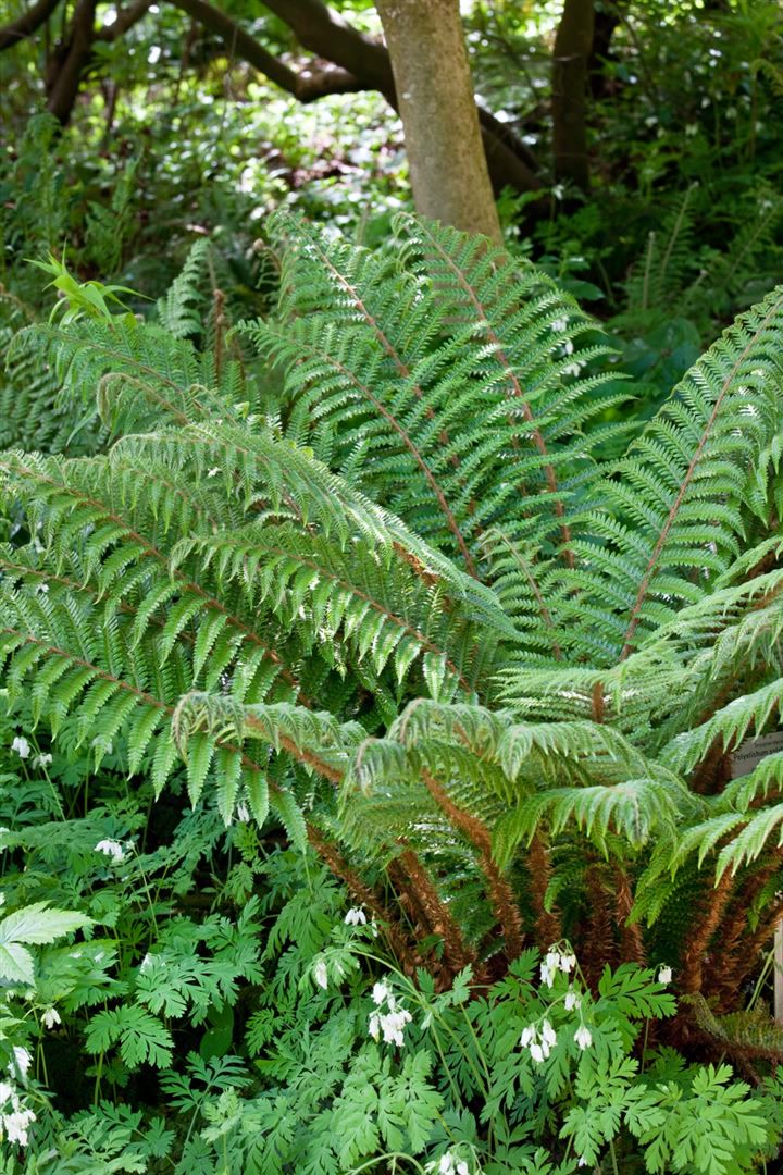 Polystichum polyblepharum, Glanz-Schildfarn, ca. 9x9 cm Topf - Bild 1