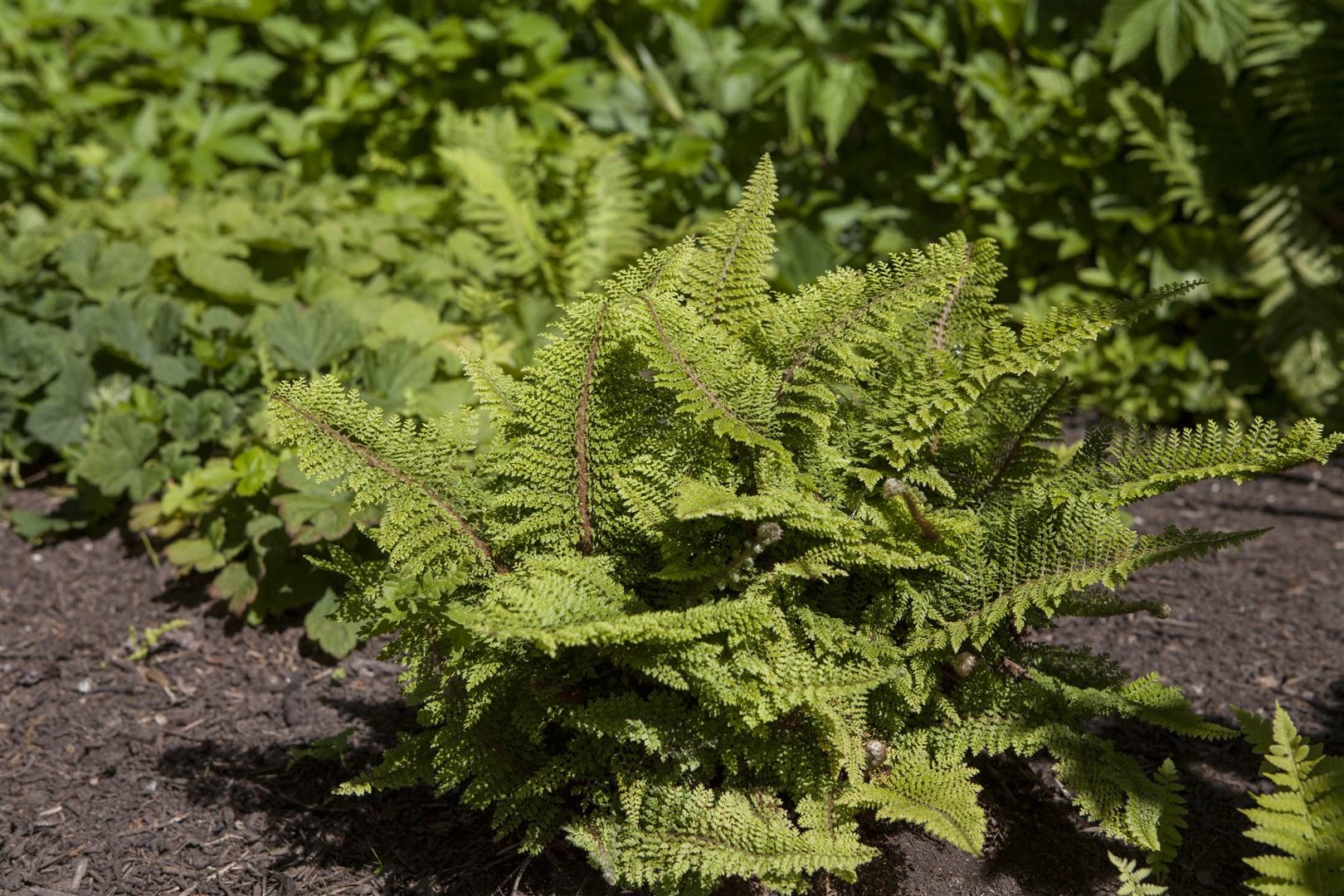Polystichum setiferum, Filigranfarn, ca. 9x9 cm Topf - Bild 1