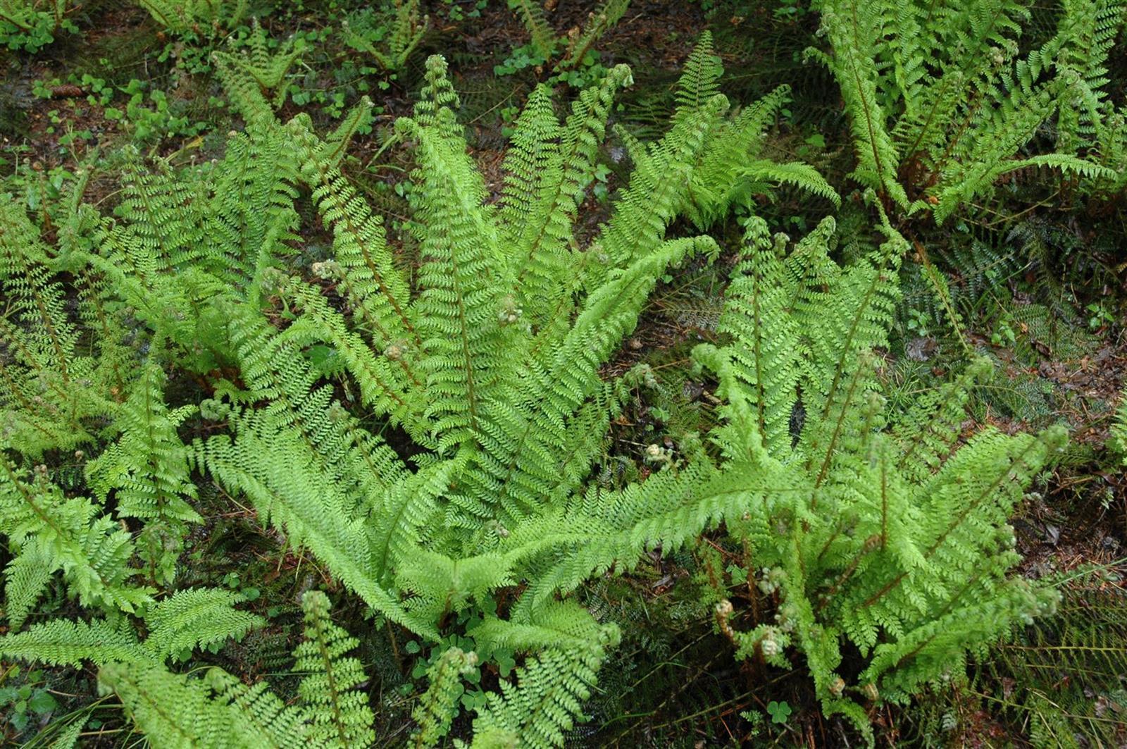 Polystichum setiferum 'Herrenhausen', Schildfarn, ca. 9x9 cm Topf - Bild 1