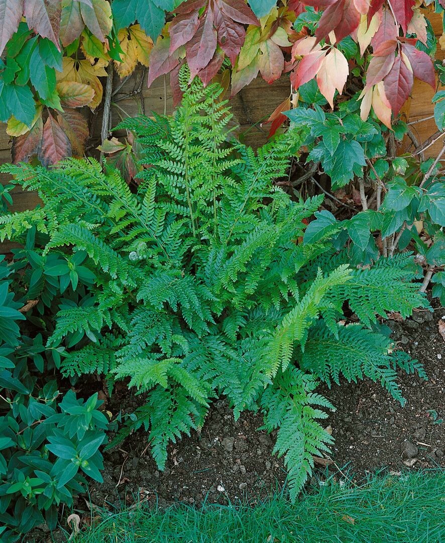 Polystichum setiferum 'Prolif.Dahlem', Schildfarn, ca. 9x9 cm Topf - Bild 1
