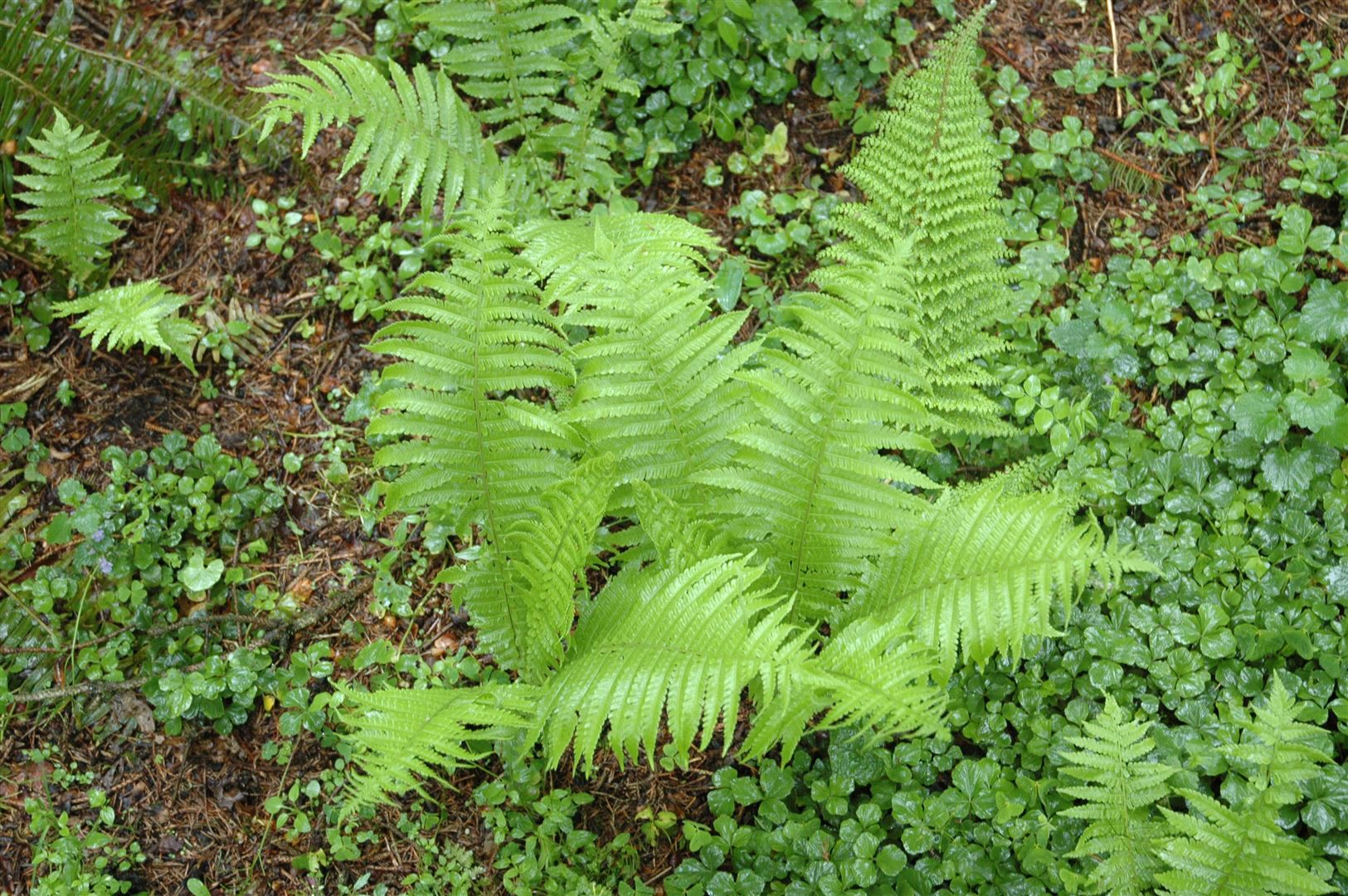 Polystichum setiferum 'Proliferum', Schildfarn, ca. 9x9 cm Topf - Bild 1