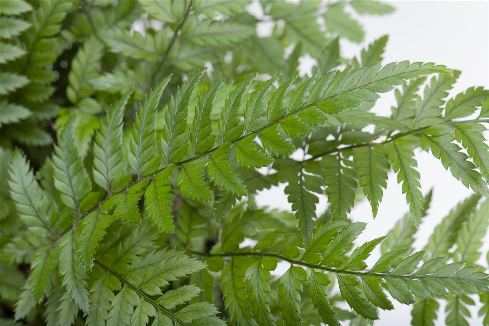 Polystichum tsus-simense, Farn, ca. 9x9 cm Topf - Bild 1