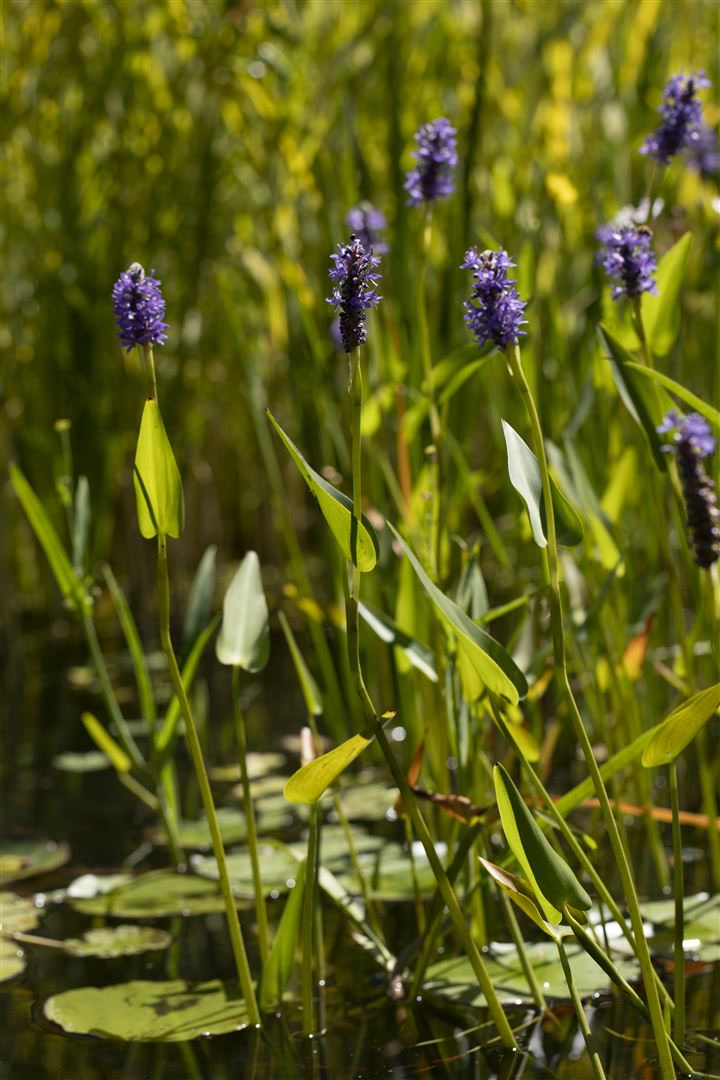 Pontederia cordata, Herzblattlilie, ca. 9x9 cm Topf - Bild 1