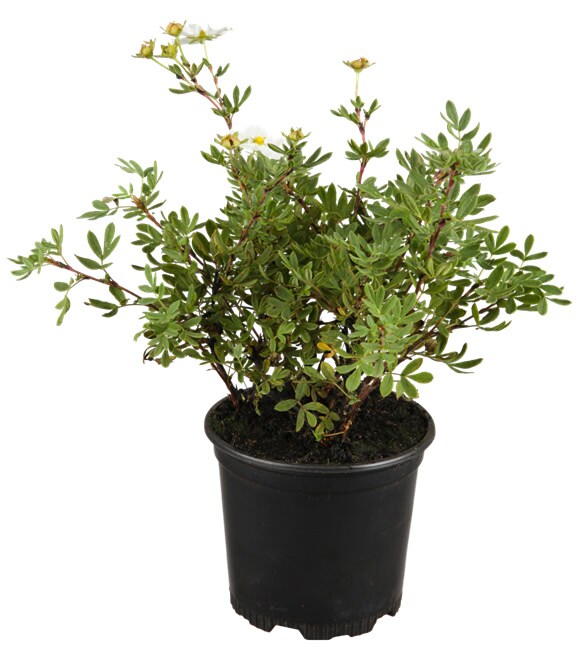 Potentilla 'weiss', Fingerstrauch, wei&szlig;, ca. 9x9 cm Topf - Bild 1