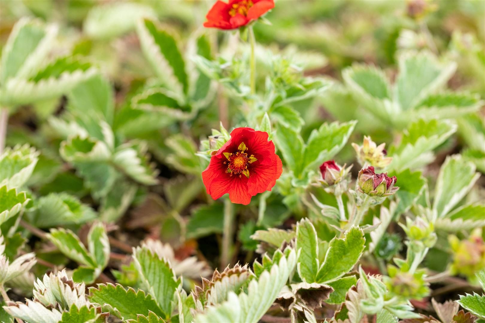 Potentilla atrosanguinea, Fingerstrauch, leuchtend rot, ca. 9x9 cm Topf - Bild 1