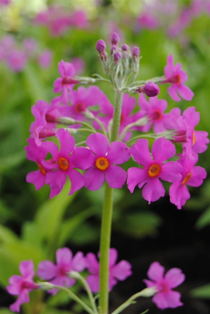Primula beesiana, Etagen-Primel, rosa Bl&uuml;ten, ca. 9x9 cm Topf - Bild 1