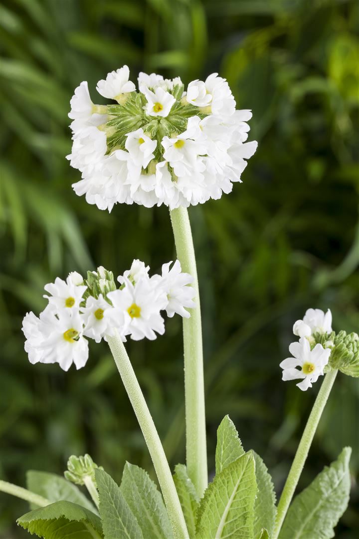 Primula denticulata 'Alba', Kugelprimel, wei&szlig;, ca. 9x9 cm Topf - Bild 1