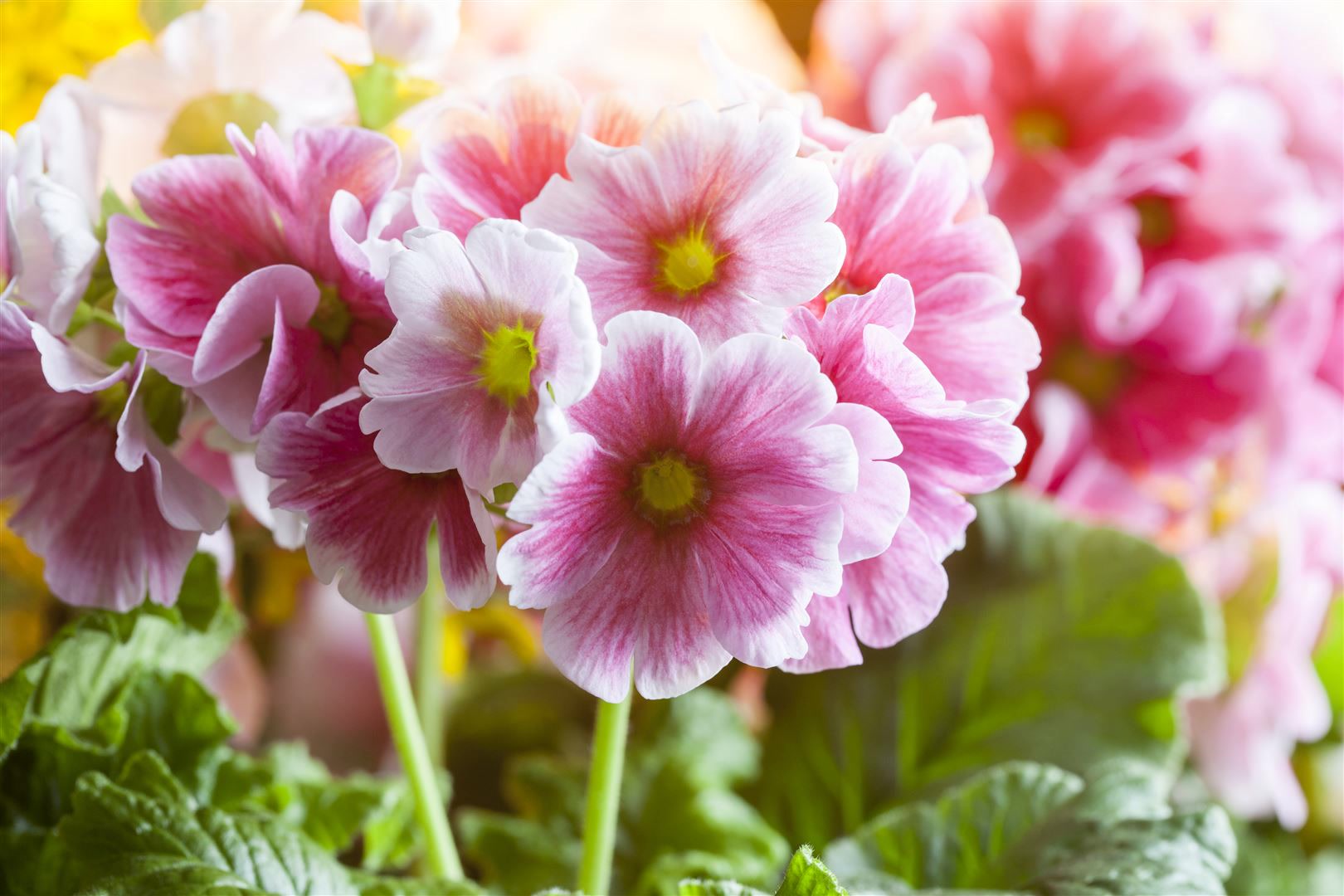 Primula elatior, Schl&uuml;sselblume, gelb, ca. 9x9 cm Topf - Bild 1