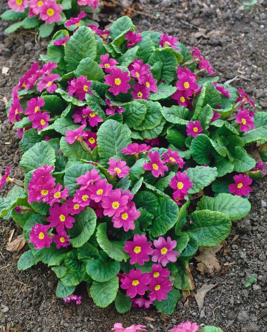 Primula x pruhoniciana 'Perle von Bottrop', rosa Bl&uuml;ten, ca. 9x9 cm Topf - Bild 1