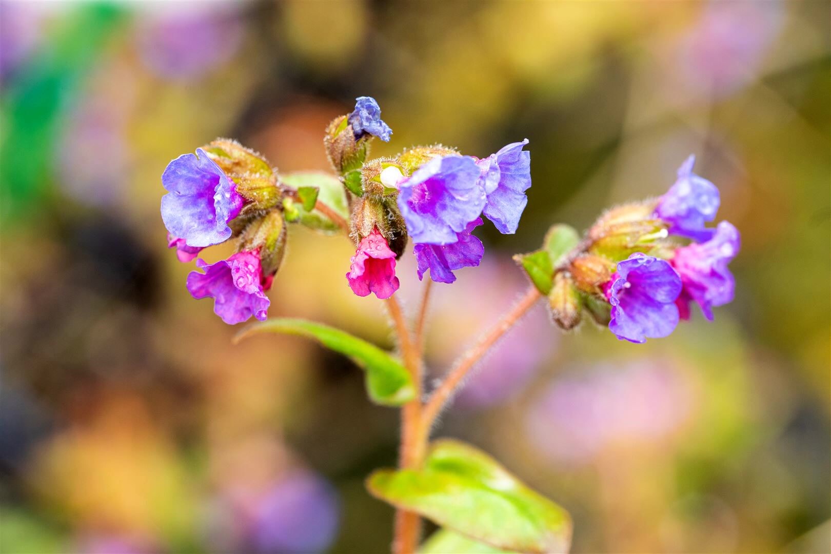 Pulmonaria dacica ‚Azurea‘, Lungenkraut, blau, ca. 9×9 cm Topf | 04063654309123