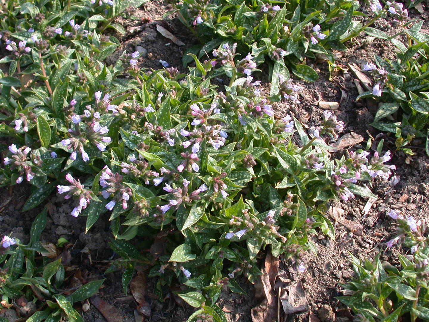 Pulmonaria longifolia 'Roy Davidson', Lungenkraut, blau-wei&szlig;, ca. 9x9 cm Topf - Bild 1