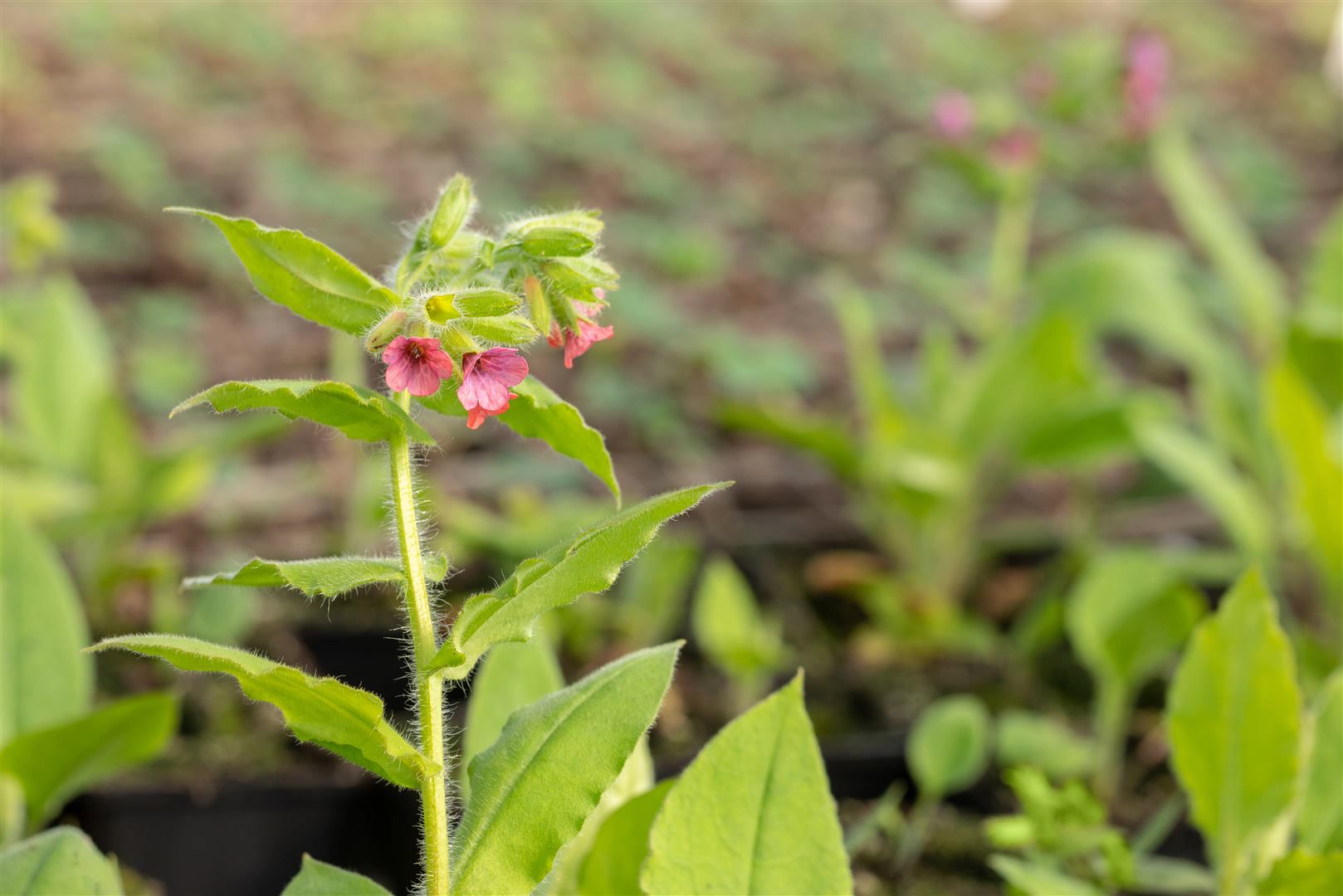 Pulmonaria rubra 'Redstart', Lungenkraut, rotbl&uuml;hend, ca. 9x9 cm Topf - Bild 1