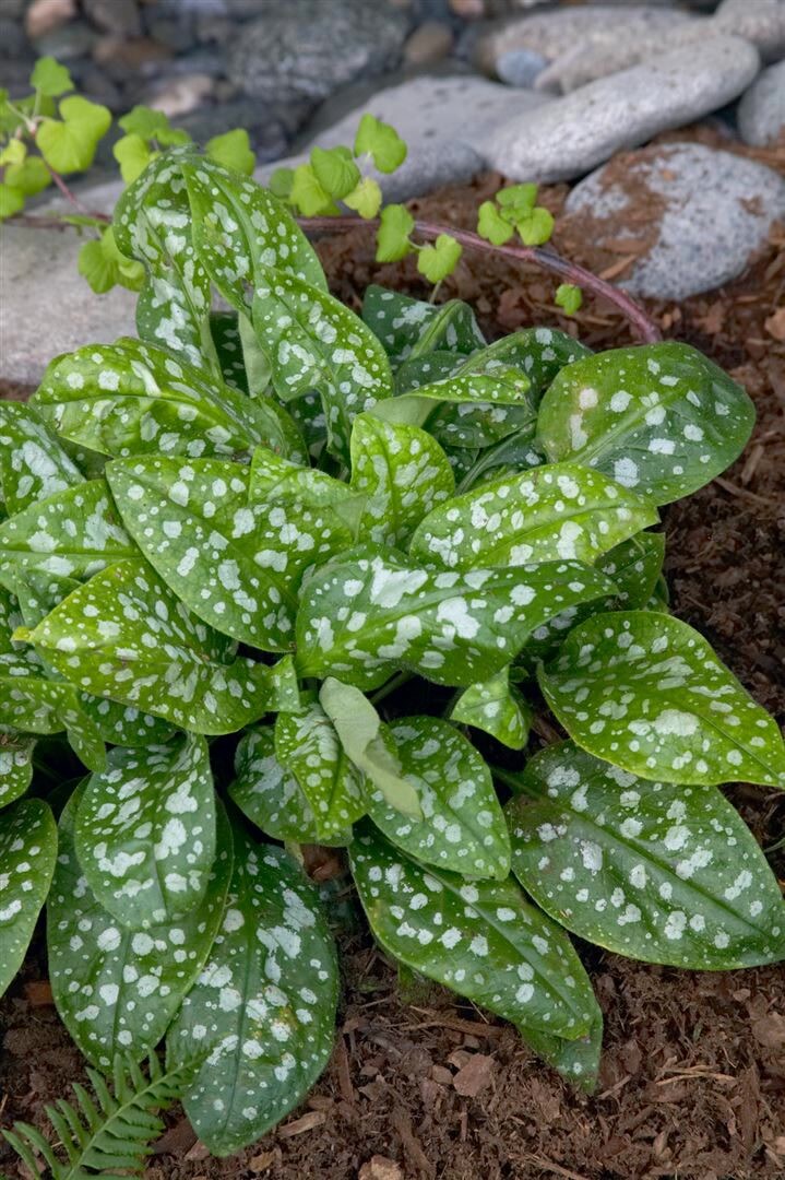 Pulmonaria saccharata ‚Reginald Kaye‘, Lungenkraut, ca. 9×9 cm Topf | 04063654309277
