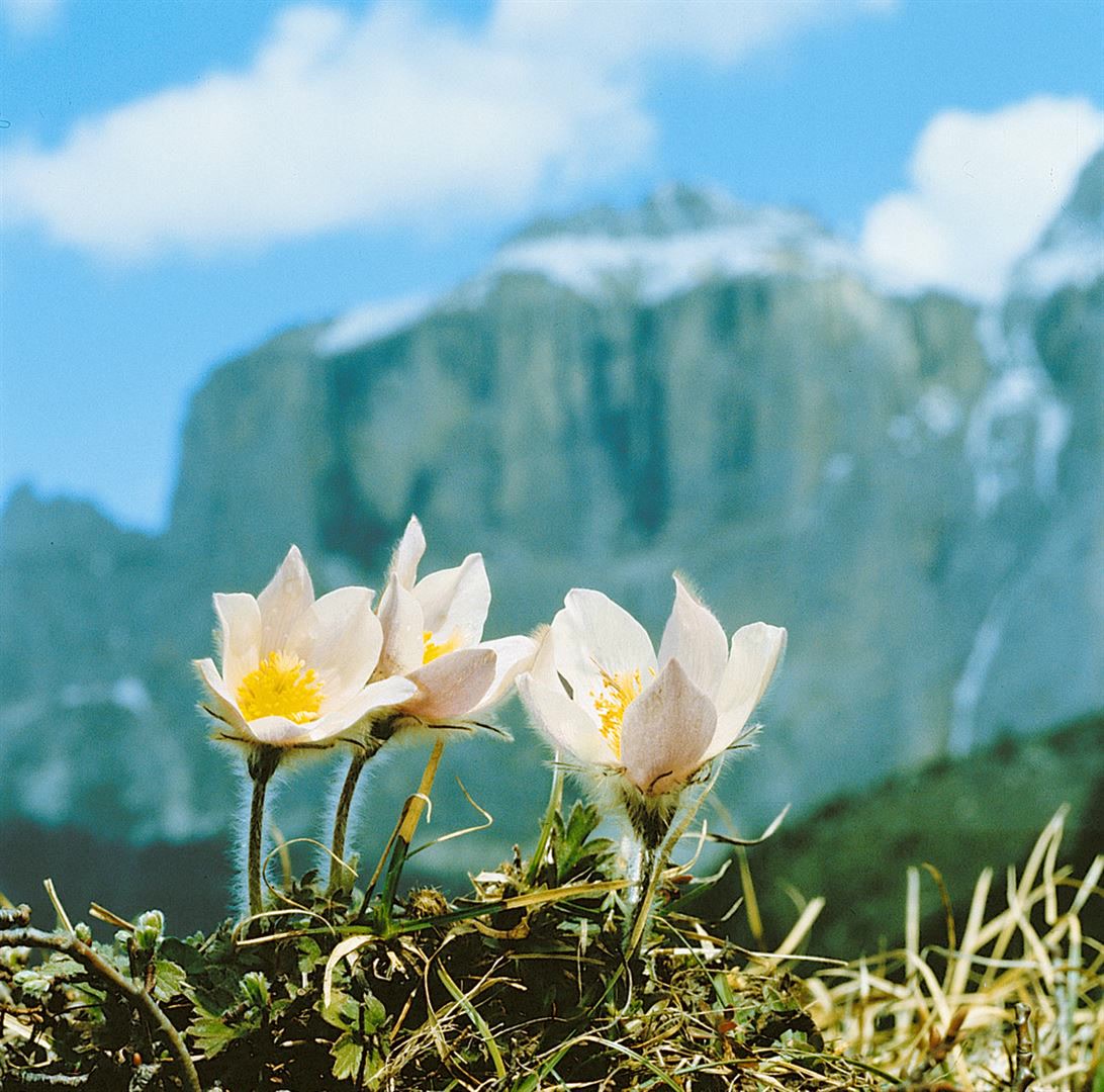 Pulsatilla vernalis, K&uuml;chenschelle, wei&szlig;, ca. 9x9 cm Topf - Bild 1
