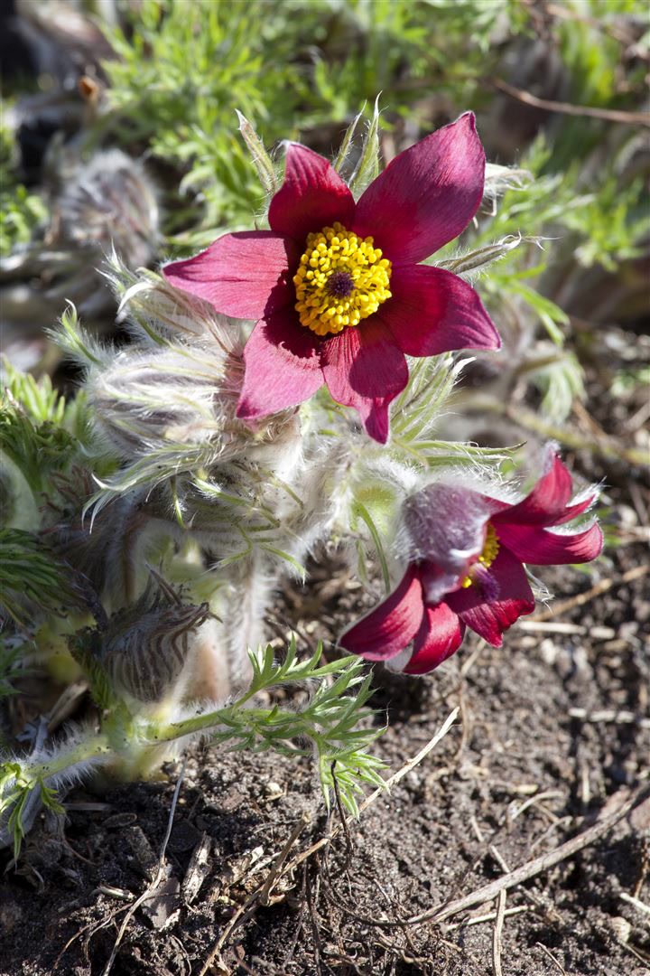 Pulsatilla vulgaris 'Pinwheel Rot', K&uuml;chenschelle, rot, ca. 9x9 cm Topf - Bild 1