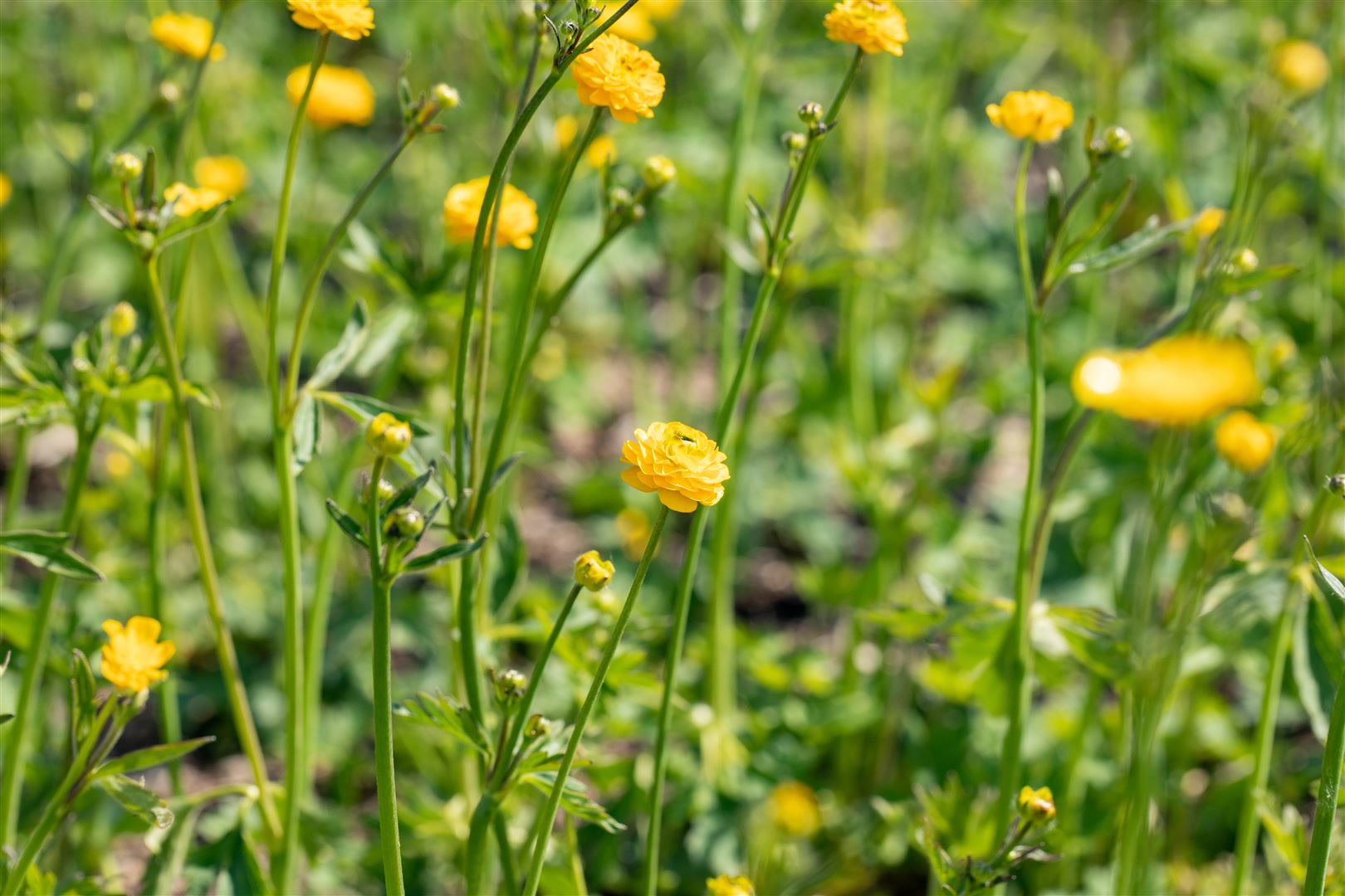 Ranunculus acris 'Multiplex', Gef&uuml;llter Hahnenfu&szlig;, ca. 9x9 cm Topf - Bild 1