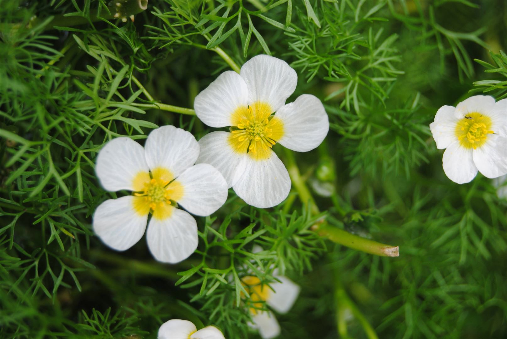 Ranunculus aquatilis, Wasserhahnenfu&szlig;, ca. 9x9 cm Topf - Bild 1