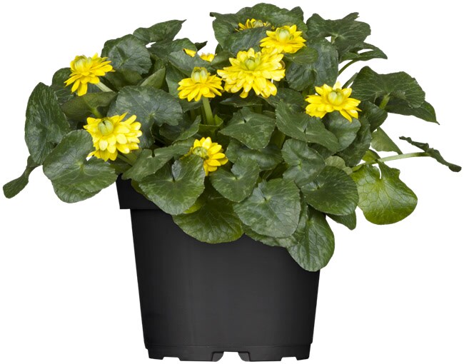 Ranunculus ficaria, Scharbockskraut, gelb, ca. 9x9 cm Topf - Bild 1