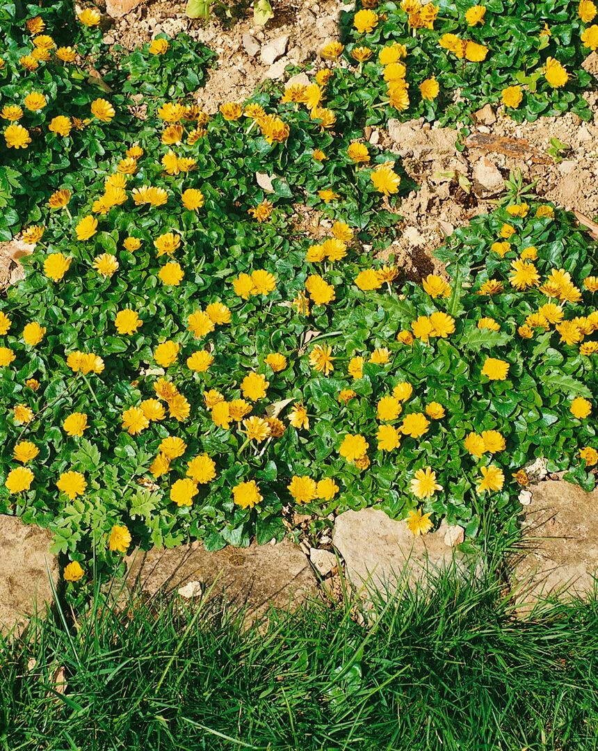 Ranunculus ficaria ‚Flore Pleno‘, Scharbockskraut, gefüllt, ca. 9×9 cm Topf | 04063654309437