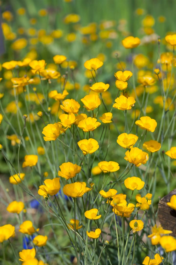 Ranunculus gramineus, Hahnenfu&szlig;, ca. 9x9 cm Topf, zierlich - Bild 1