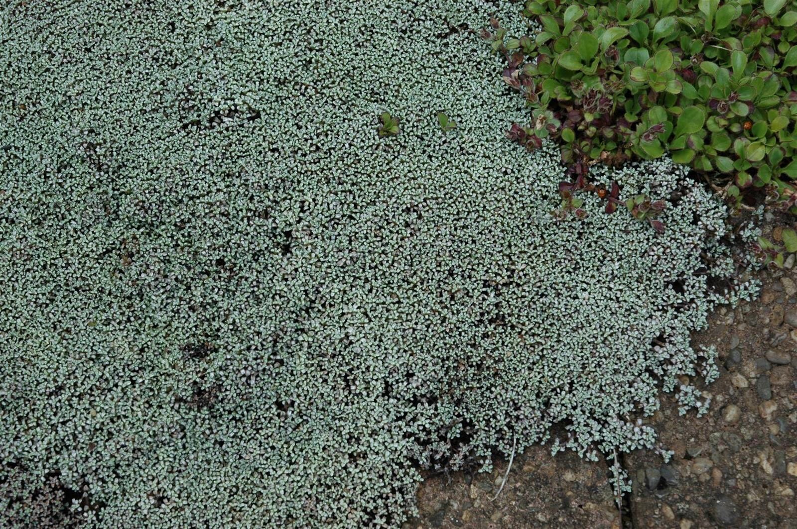 Raoulia australis, Silberkissen, ca. 9x9 cm Topf - Bild 1