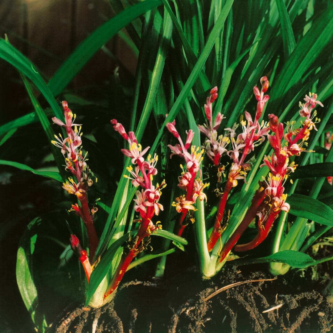 Reineckea carnea, rosa Bl&uuml;ten, ca. 9x9 cm Topf - Bild 1